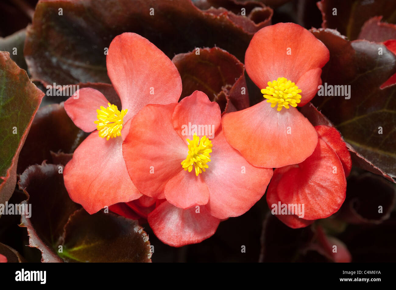 Begonia Wachs, Wachs-Blatt-Begonie (Begonia x Semperfloren-Cultorum). Nahaufnahme der eine rot blühende Pflanze. Stockfoto