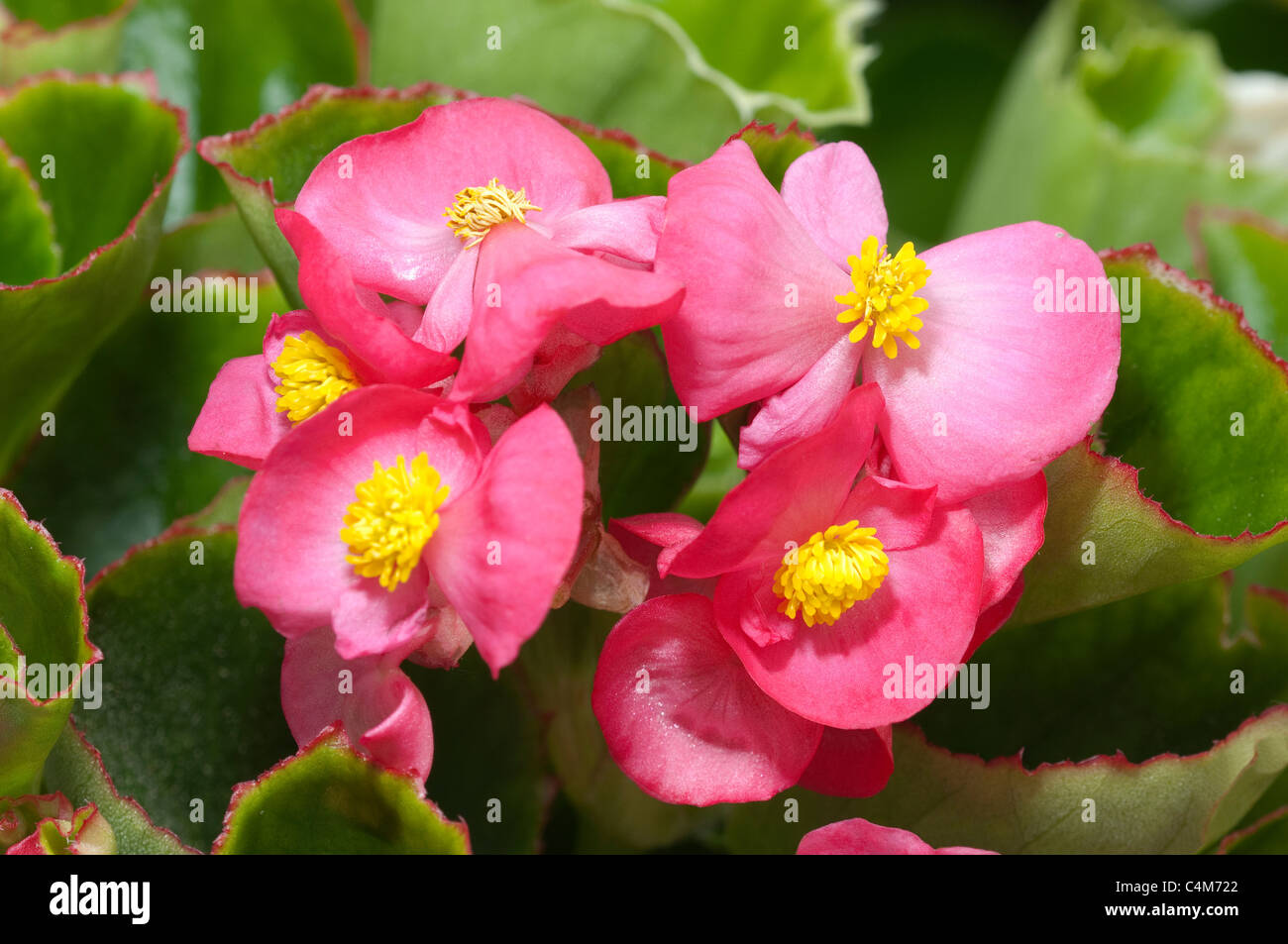 Begonia Wachs, Wachs-Blatt-Begonie (Begonia x Semperfloren-Cultorum). Nahaufnahme der eine rosa blühende Pflanze. Stockfoto