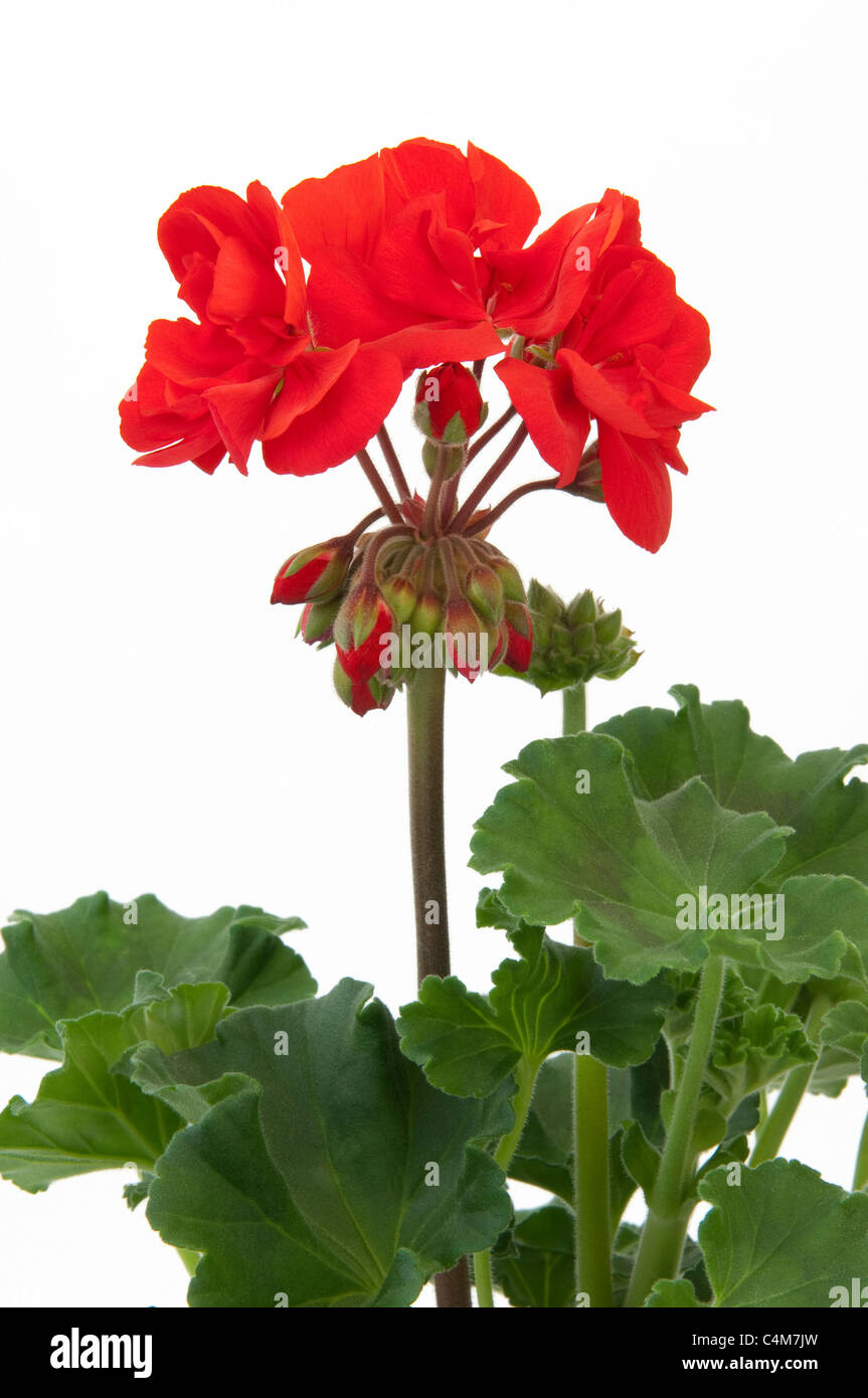 Geranien, Pelargonien (Pelargonium Zonale Hybriden). Rot blühende Pflanze. Studio Bild vor einem weißen Hintergrund. Stockfoto