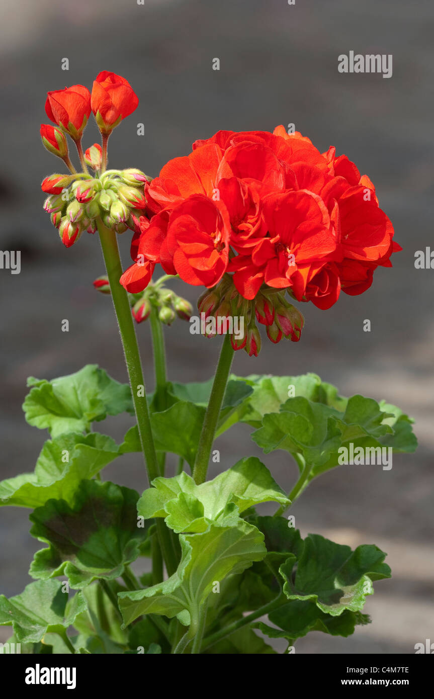Geranien, Pelargonien (Pelargonium Zonale Hybriden). Rot blühende