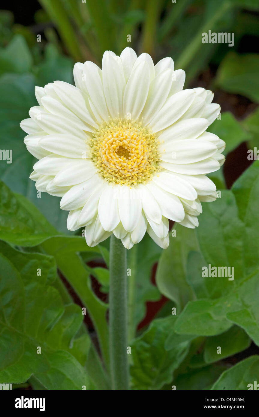 Barberton Daisy, Gerbera, Transvaal Daisy (Gerbera-Hybride), weiße Blume eine Topfpflanze. Stockfoto