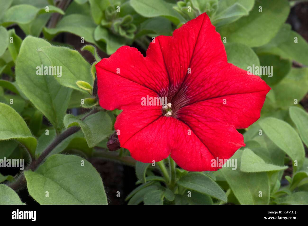 Garten-Petunie (Petunia X hybrida), rote Blume. Stockfoto