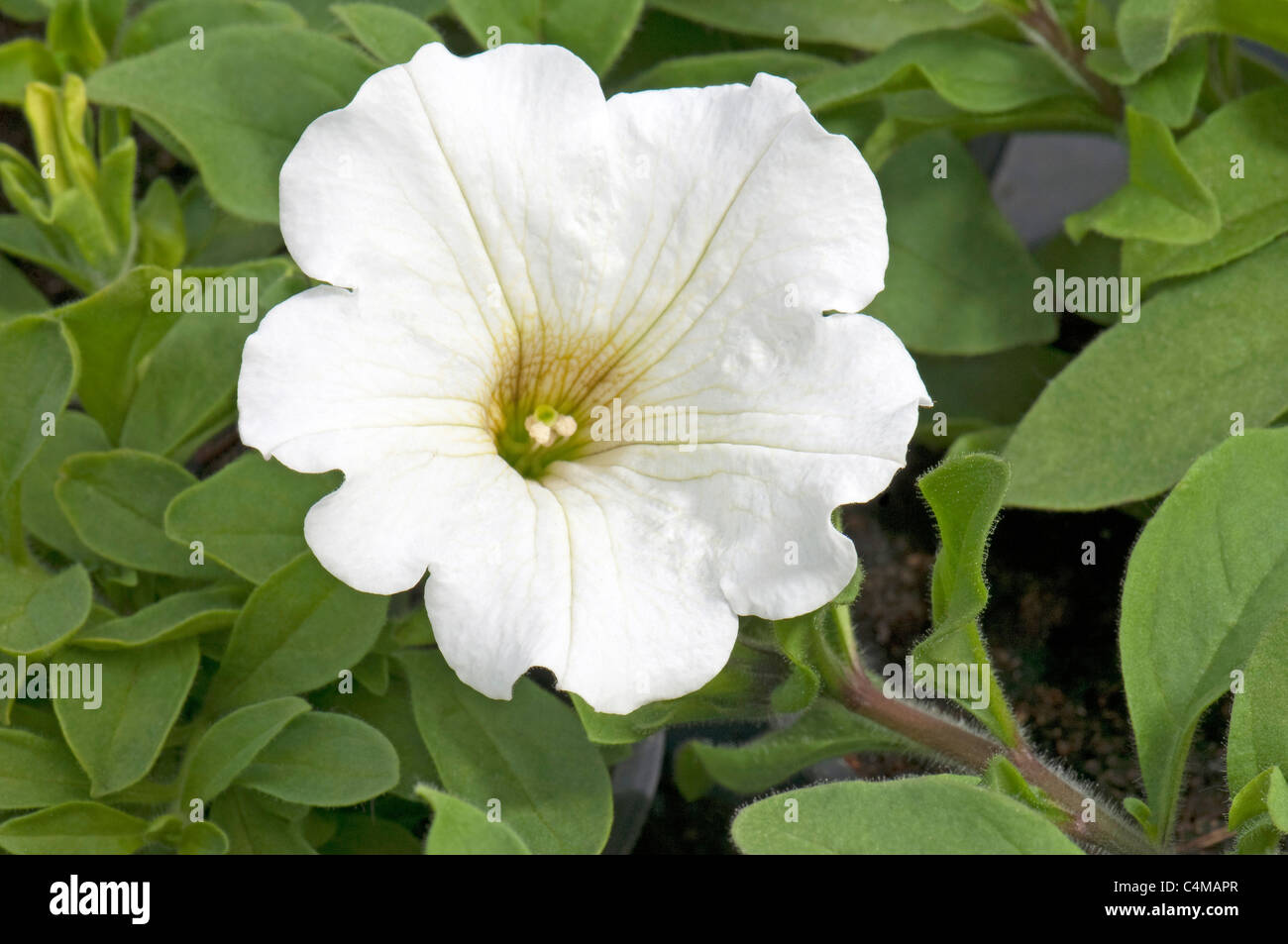 Garten-Petunie (Petunia X hybrida), weiße Blume. Stockfoto