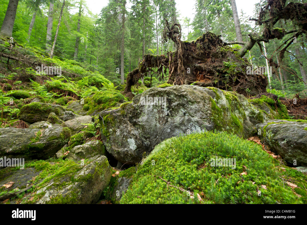 Nationalpark NP Bayerischer Wald Bayerischer Wald Mt. Falkenstein Berg Fichten-Wald Urlaub Berge Rock rockt Holz Toten Stockfoto