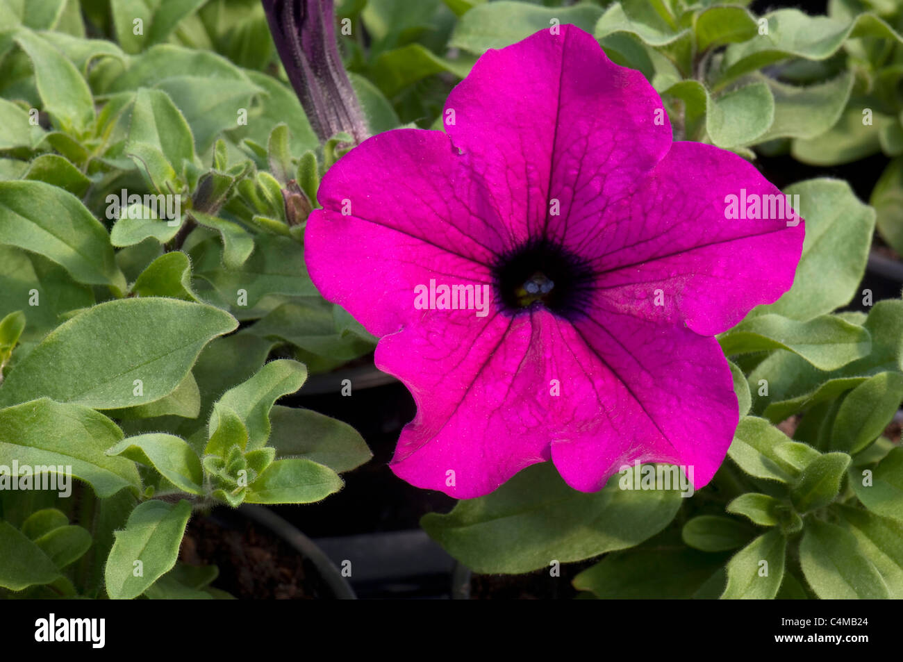 Garten-Petunie (Petunia X hybrida), lila Blume. Stockfoto