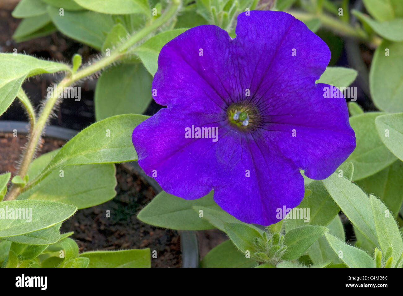 Garten-Petunie (Petunia X hybrida), blaue Blume. Stockfoto