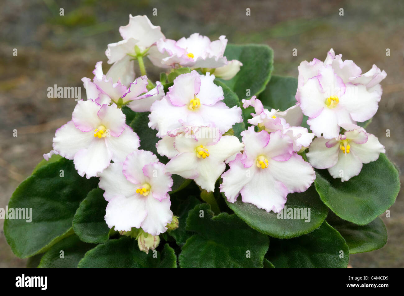Saintpaulia, African Violet (Saintpaulia Ionantha-Hybride), weiße Blüten mit rosa Rand. Stockfoto