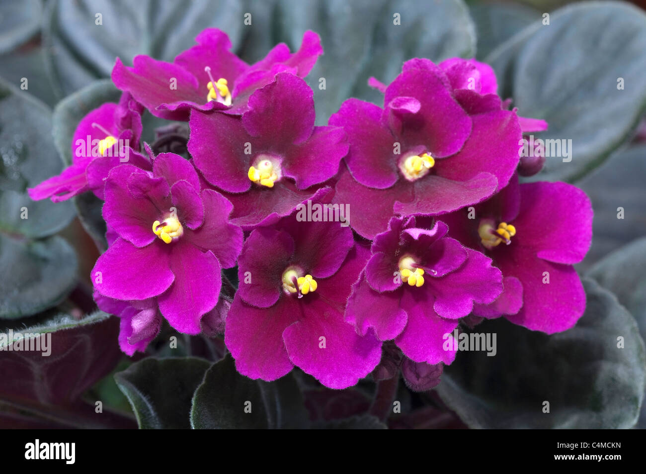 Saintpaulia, African Violet (Saintpaulia Ionantha-Hybride), lila Blüten. Stockfoto