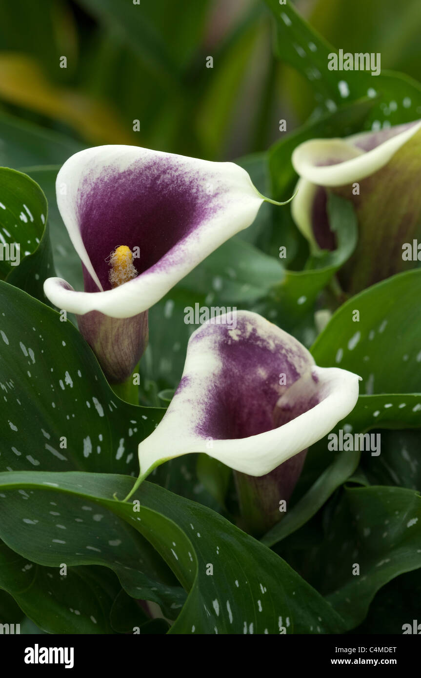 Arum Lilie (Zantedeschia). Weiß-violetten Blüten. Stockfoto