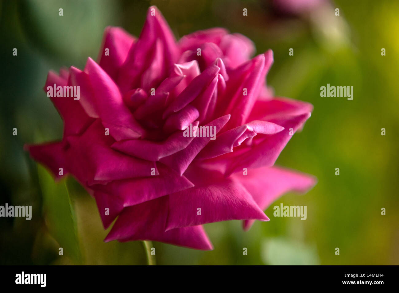 Tief rosa Rose - die Sprache der Liebe. Nord-London, England, Vereinigtes Königreich Stockfoto