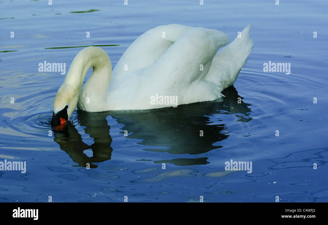 Junge Schwan im reflektierenden Stimmung... Lea Valley Naturpark Cheshunt, Hertfordshire, England UK. Stockfoto