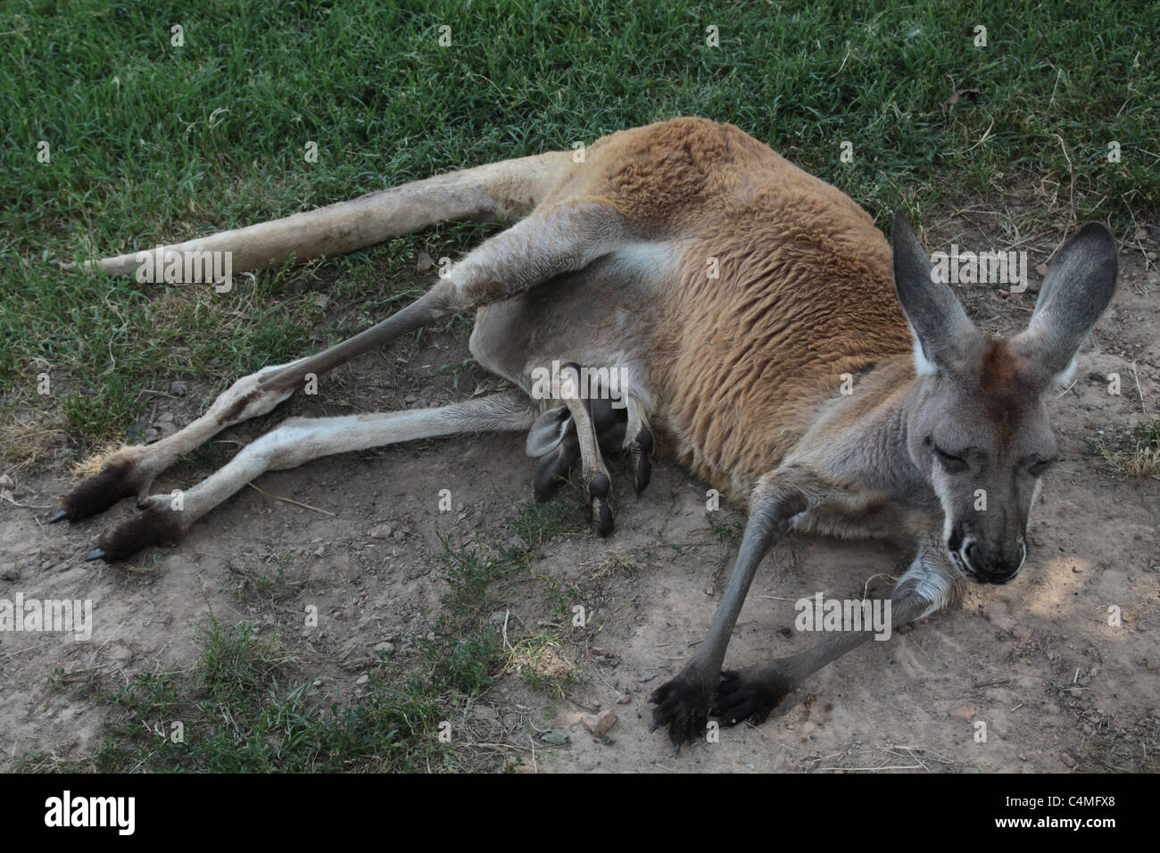 Ein Kanguru Mit Joey Im Beutel Stockfotografie Alamy