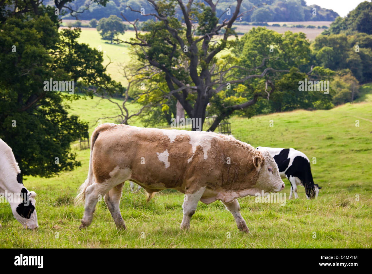 Stier mit Kühen pastorale Szene auf Wiese in Cotswolds, Gloucestershire, England, UK Stockfoto