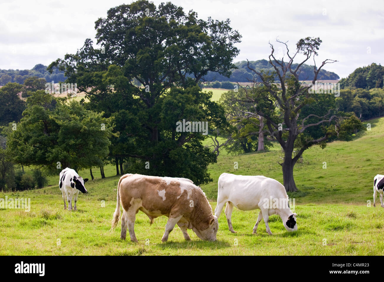 Stier mit pastorale Szene Kühe grasen auf der Wiese in die Cotswolds, Gloucestershire, England, UK Stockfoto