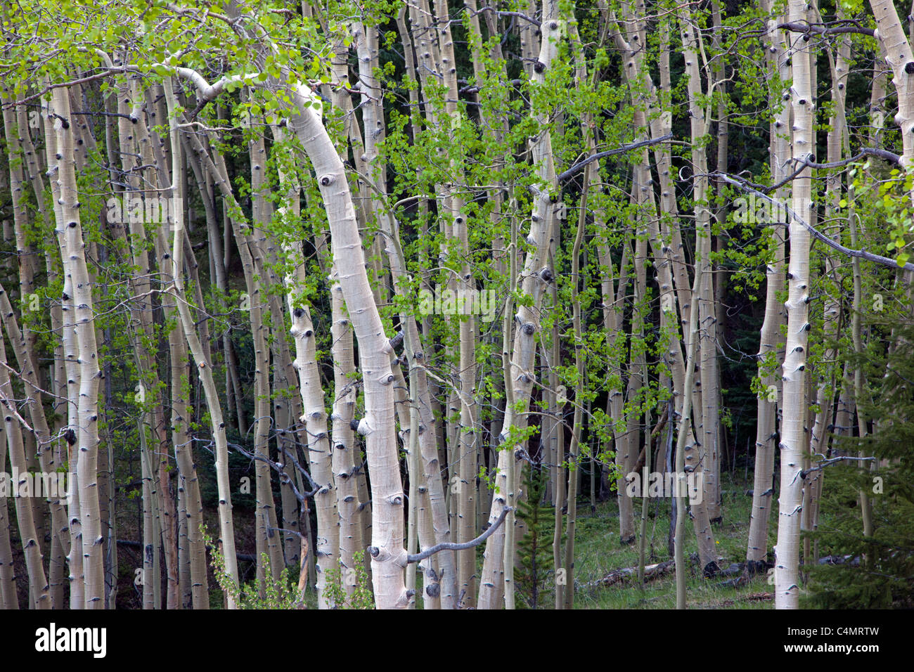 Aspen Baum Wald, in der Nähe von Marshall Pass Sawatch Range, Colorado, USA. Stockfoto