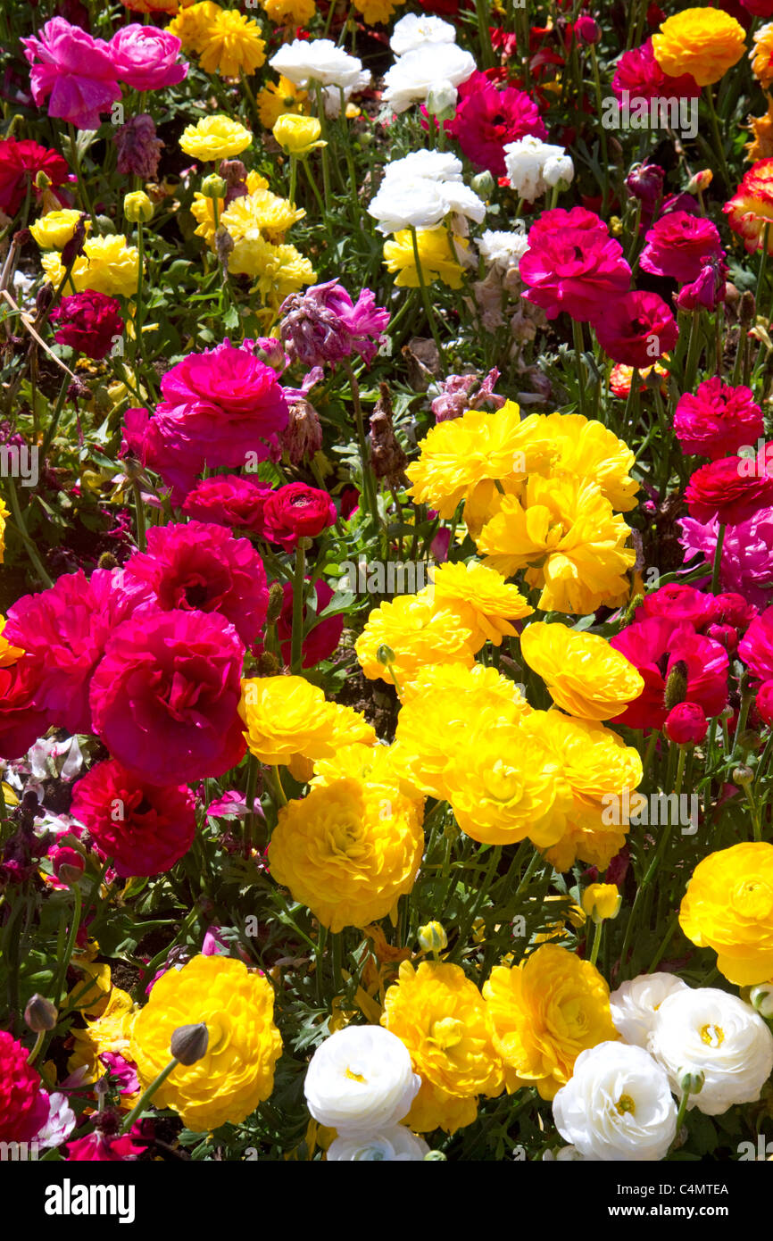 Die Blumenfelder in Carlsbad, Kalifornien, USA. Stockfoto
