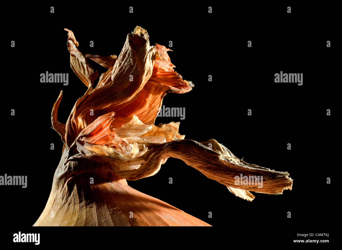 Zwiebel-detail Stockfoto