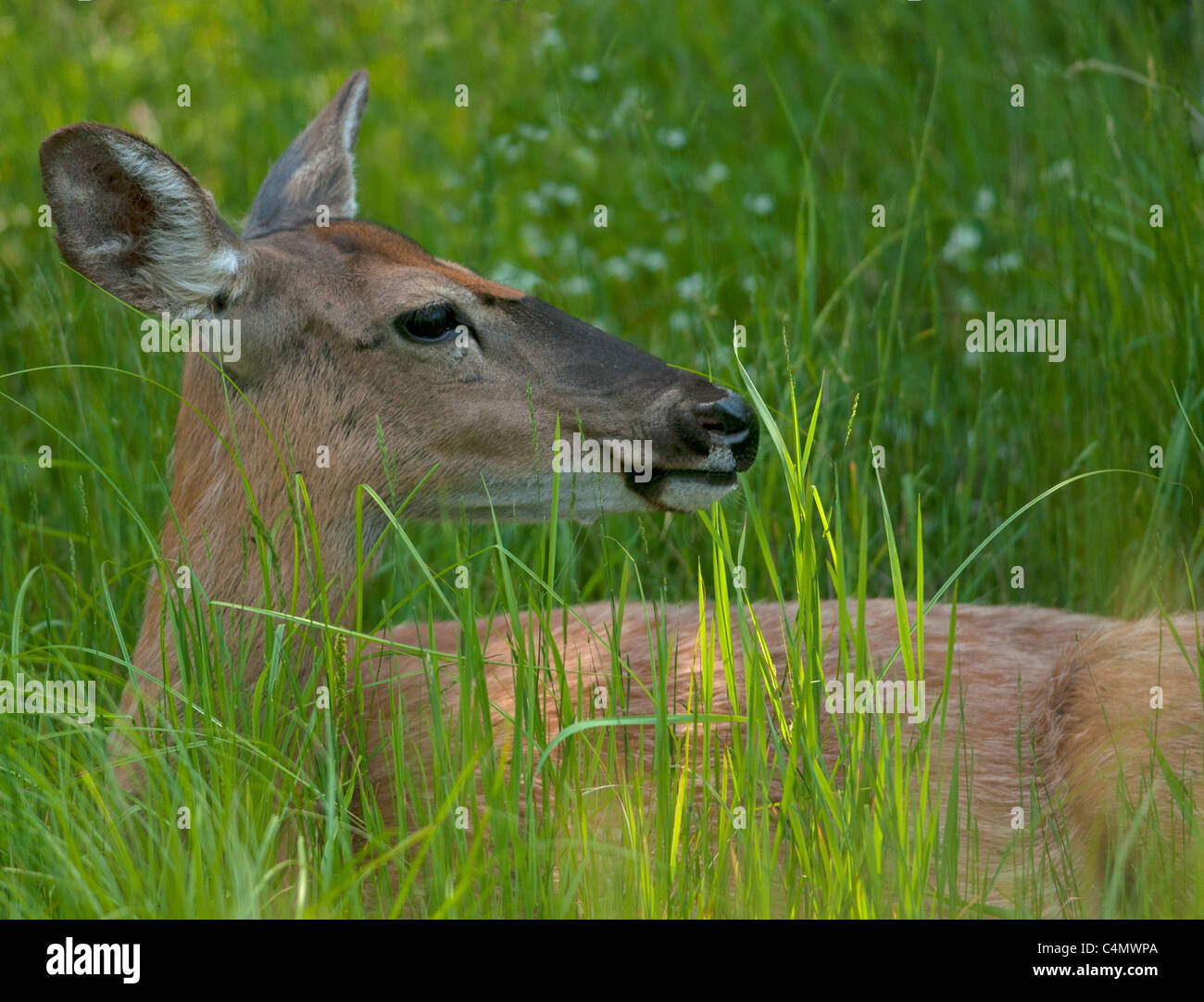 Whitetail Deer Doe Verlegung in hohe Gräser Stockfoto