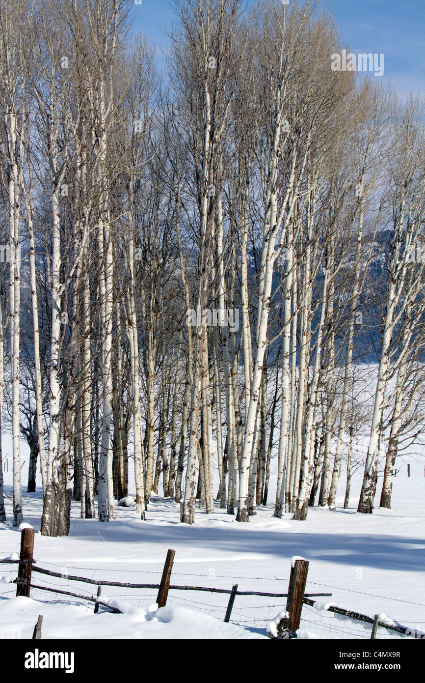 Winter-Szene in Round Valley, Valley County, Idaho, USA. Stockfoto