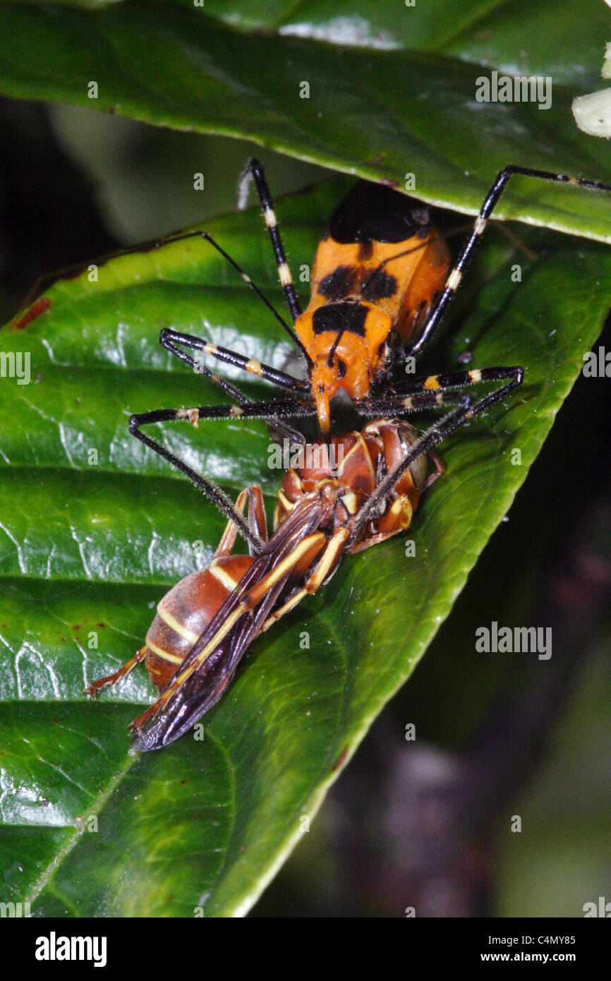 Wolfsmilch Assassin Bug (Zelus Longipes) mit Wespe Stockfoto