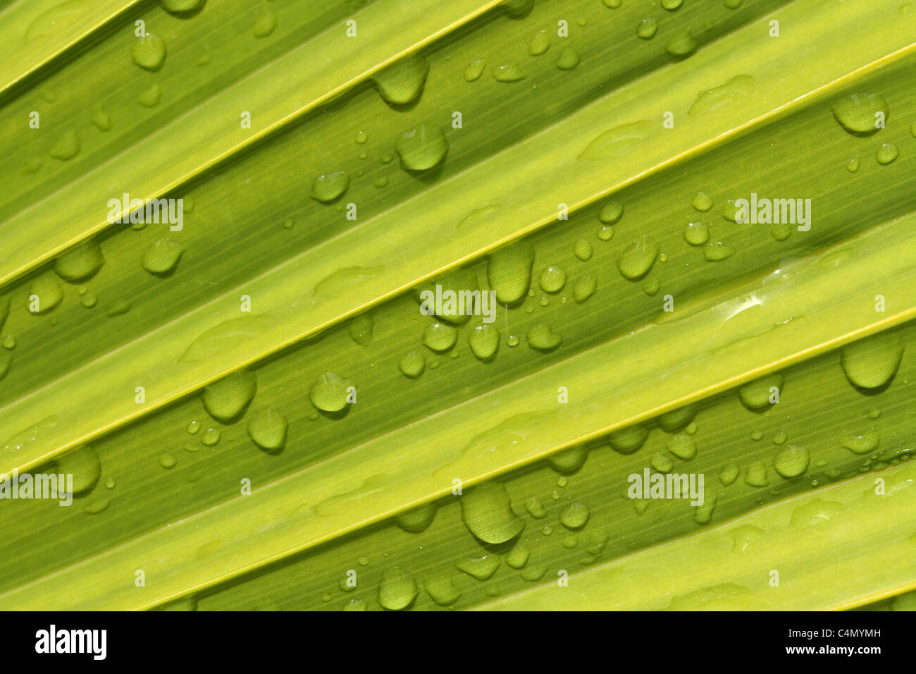 Palmblatt mit Wassertropfen Stockfoto