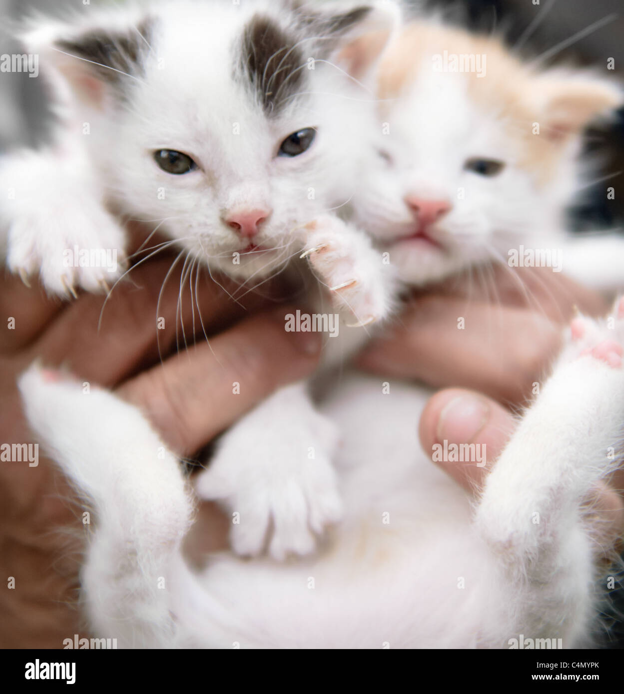 Ein paar weiche süße Woche alt Kätzchen in Händen gehalten Stockfoto