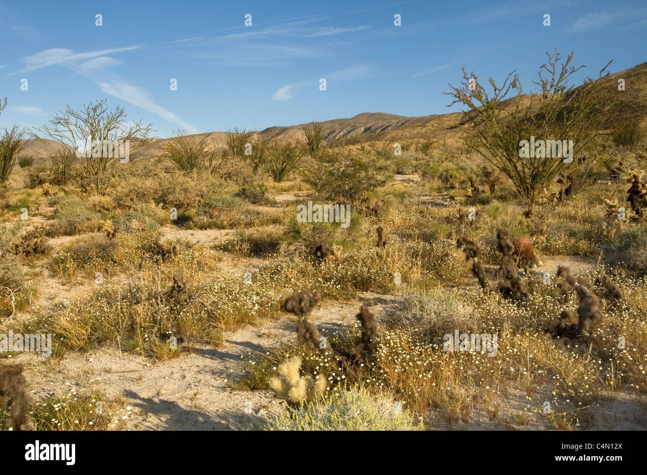 Anza Borrego Desert State Park, Kalifornien. Stockfoto