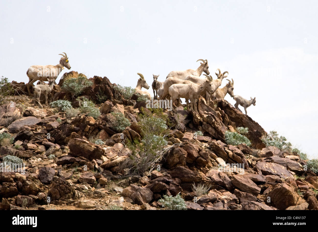 Big Horn Schafe im Anza Borrego Desert State Park, Kalifornien. Stockfoto