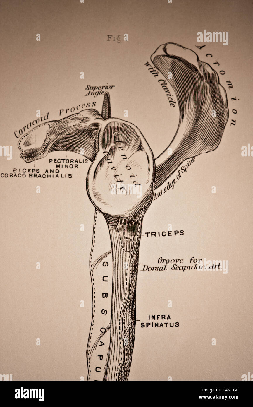 Illustration des Humerus Knochen ca. 1882 Stockfotografie Alamy