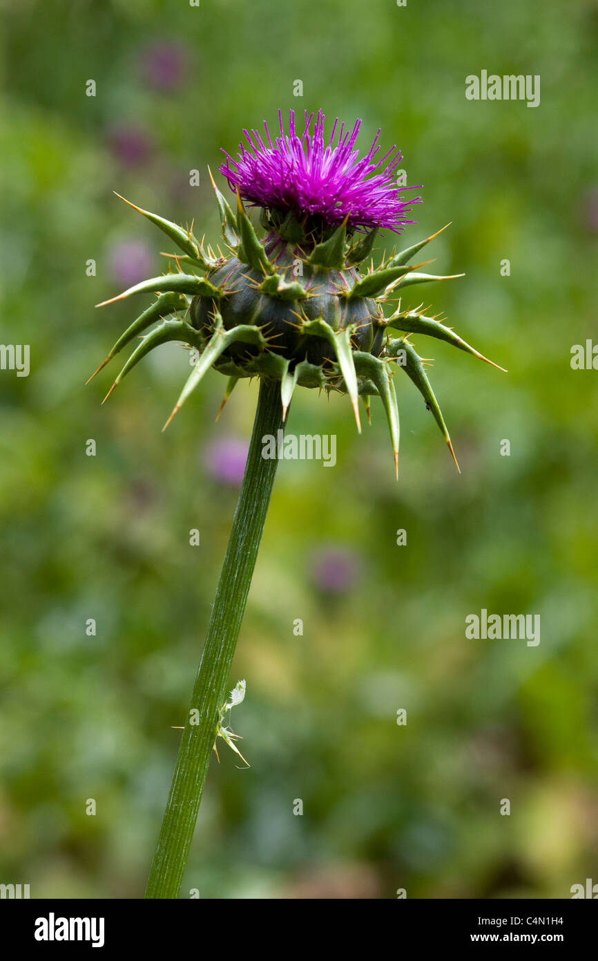 Mariendistel Silybum marianum Stockfoto