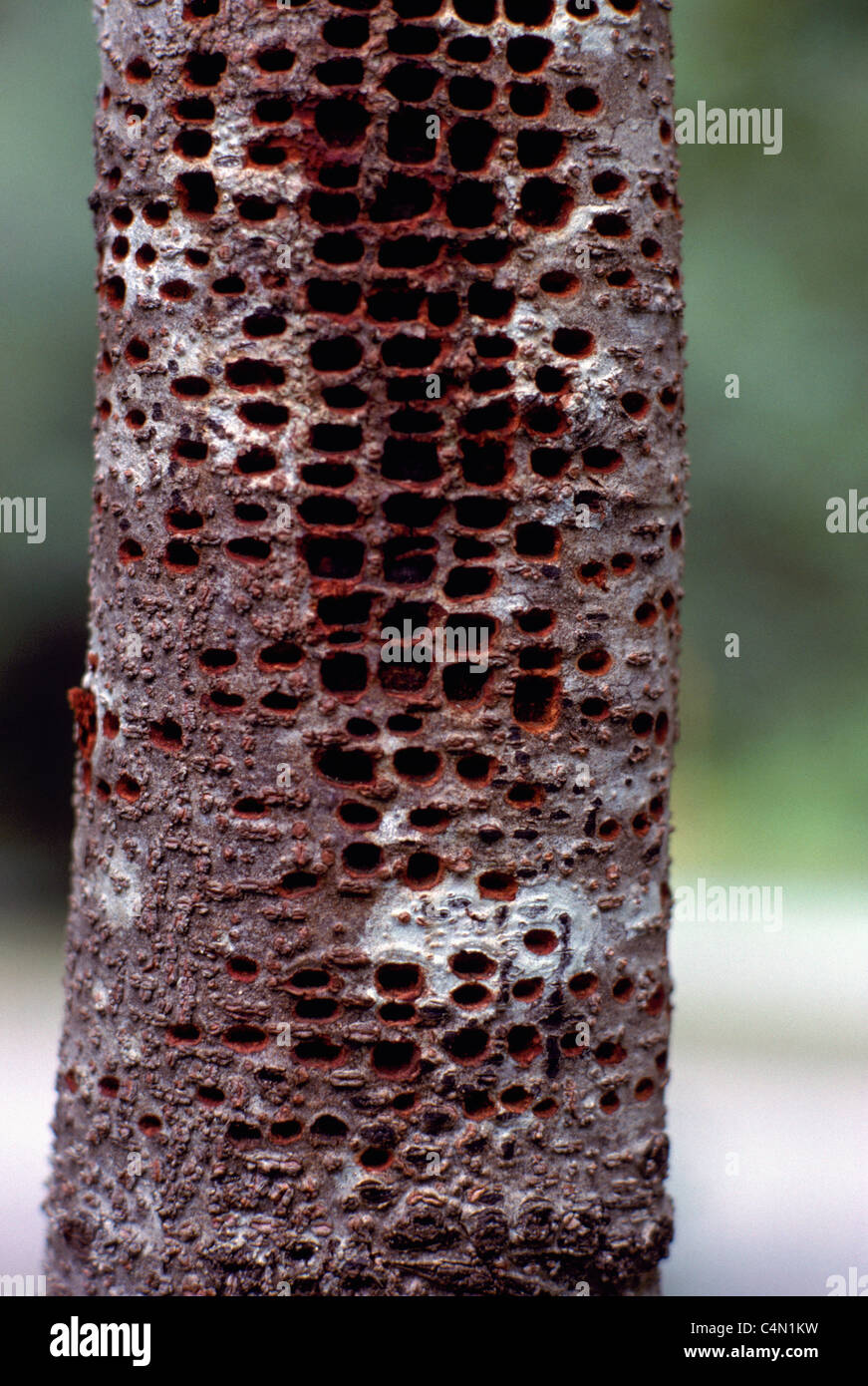 Birnbaum bohrung -Fotos und -Bildmaterial in hoher Auflösung – Alamy