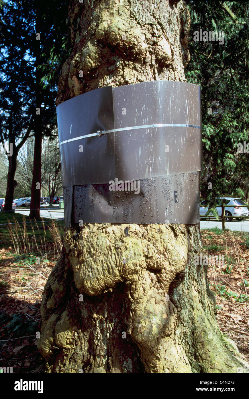 Streifenbildung auf Baum, um zu verhindern, dass Waschbären aus Kletterbäume, Vogeleier aus Nest, Westküste BC, Britisch-Kolumbien, Kanada zu stehlen Stockfoto