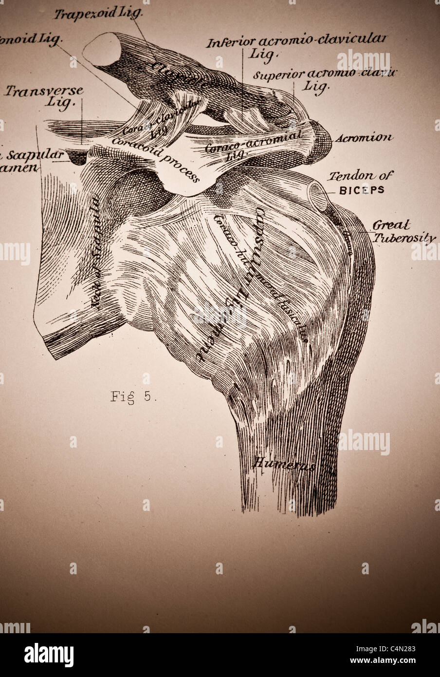 Abbildung der menschlichen Schulter ca. 1882 Stockfoto