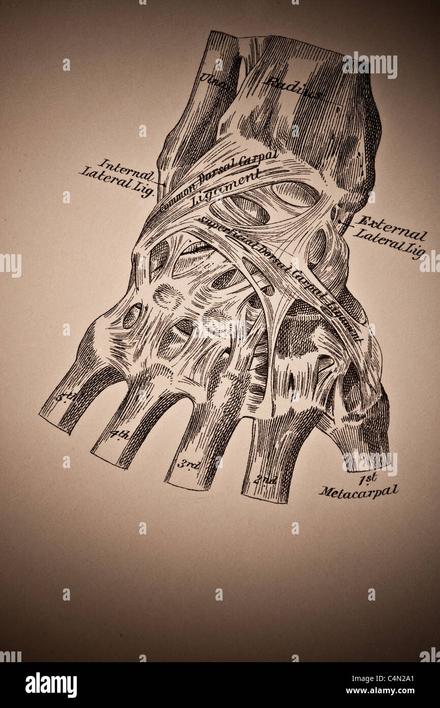 Illustration des Handgelenk ca. 1882 Stockfoto