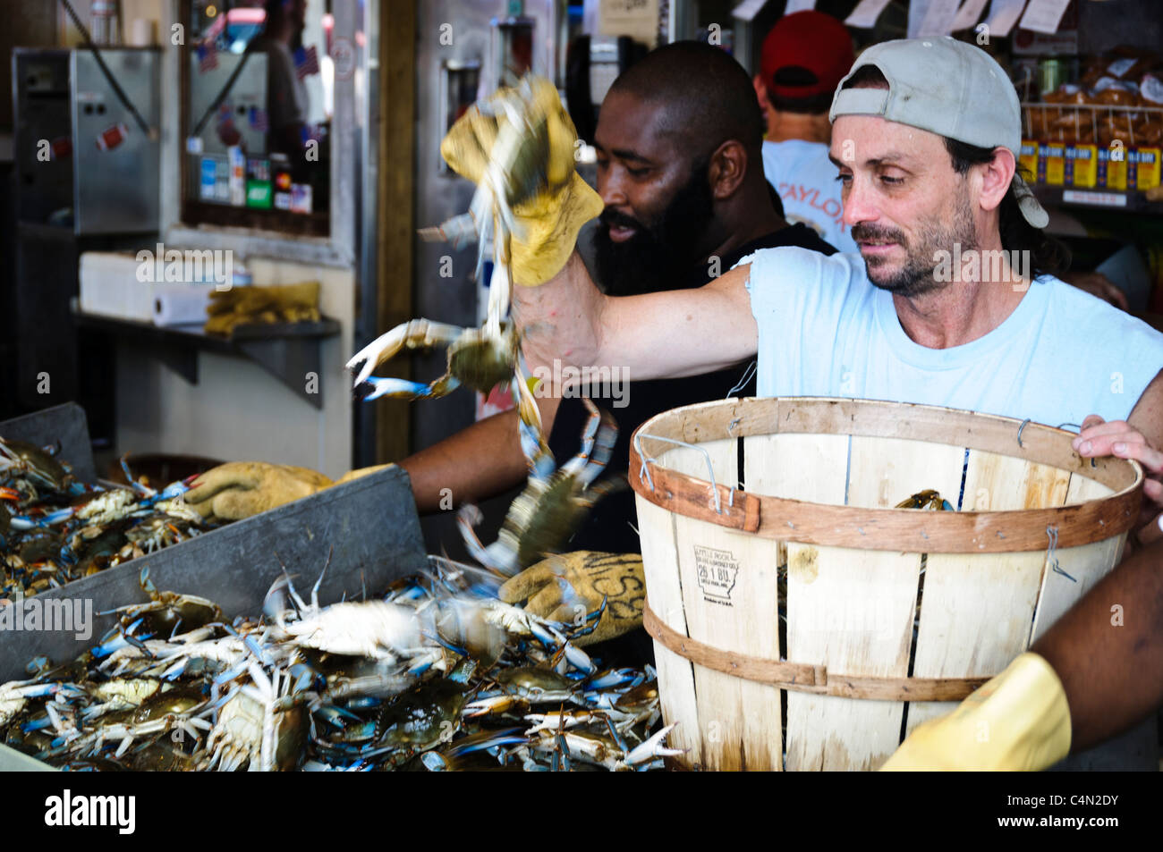 Gerangel blaue Krabben auf dem Maine Ave Fischmarkt an der Südwest Küste in Washington DC. Stockfoto