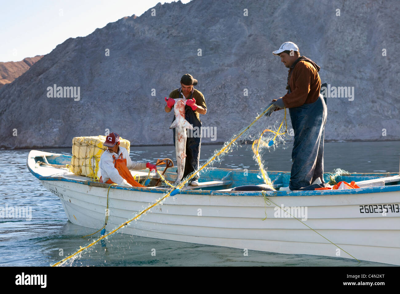 Gill Net Fischer ziehen Sie in ihren Fang auch einen Hammerhai im Kino Bay, Mexiko. Stockfoto