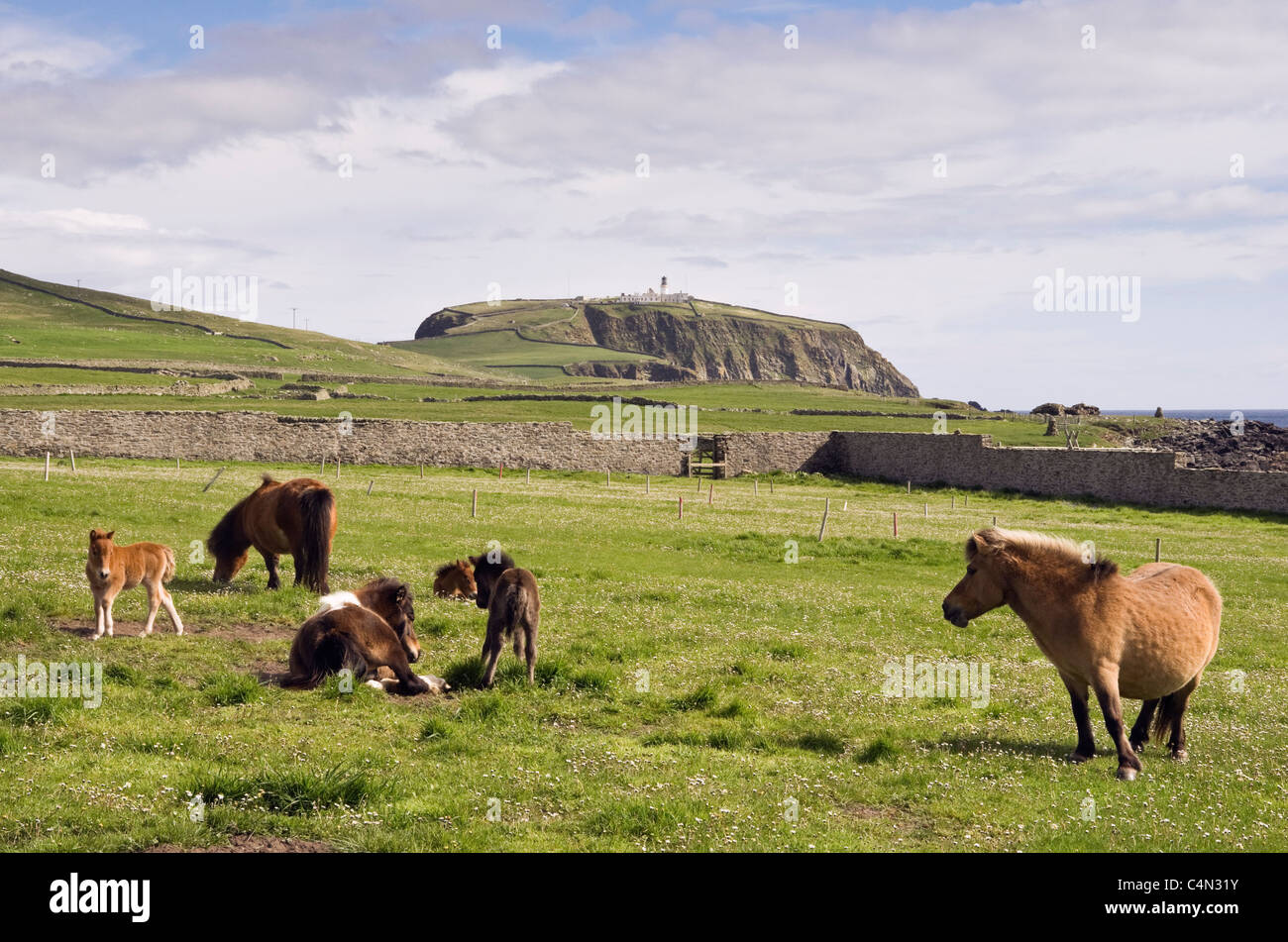 Shetland Ponys junge Stuten mit Fohlen in einem Feld im Sommer. Sumburgh, Shetland Inseln, Schottland, Großbritannien Stockfoto