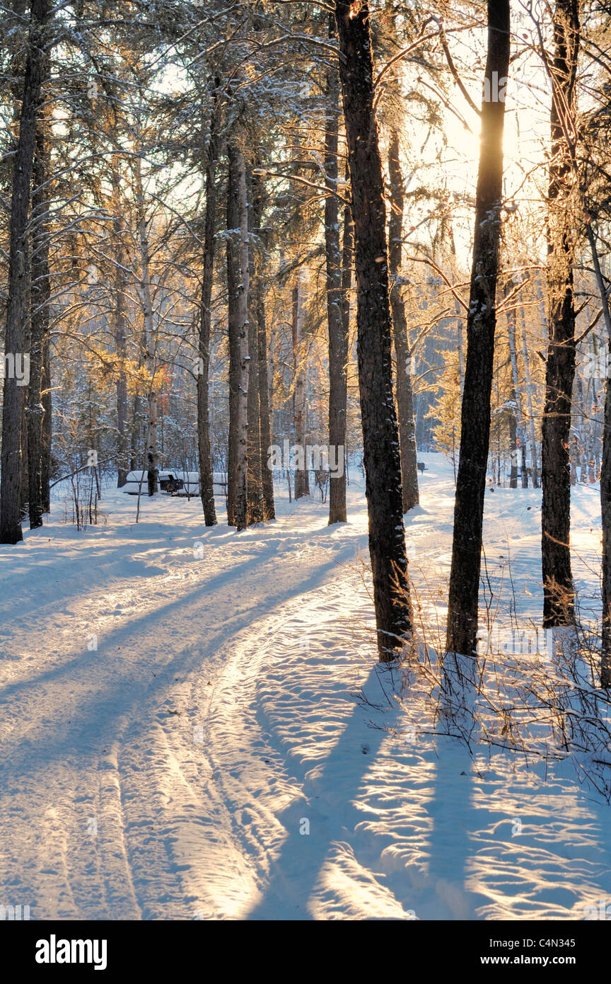 Winter Wonderland Trail Stockfoto