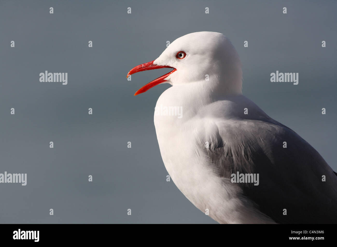 Rot-billed Gull Stockfoto