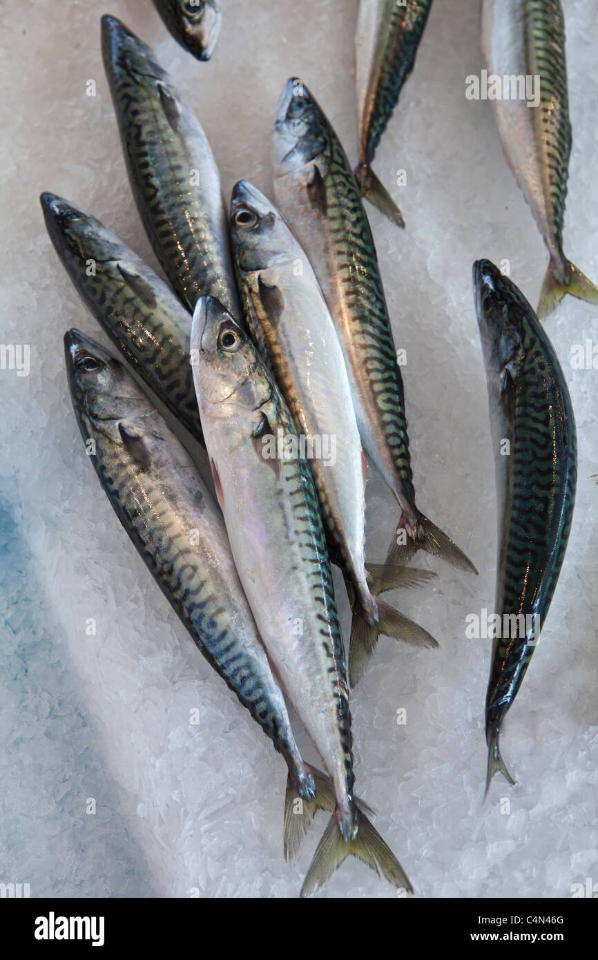 Makrele frisch gefangenen Fisch zum Verkauf an Lebensmittel-Markt in La Reole in Bordeaux Region von Frankreich Stockfoto