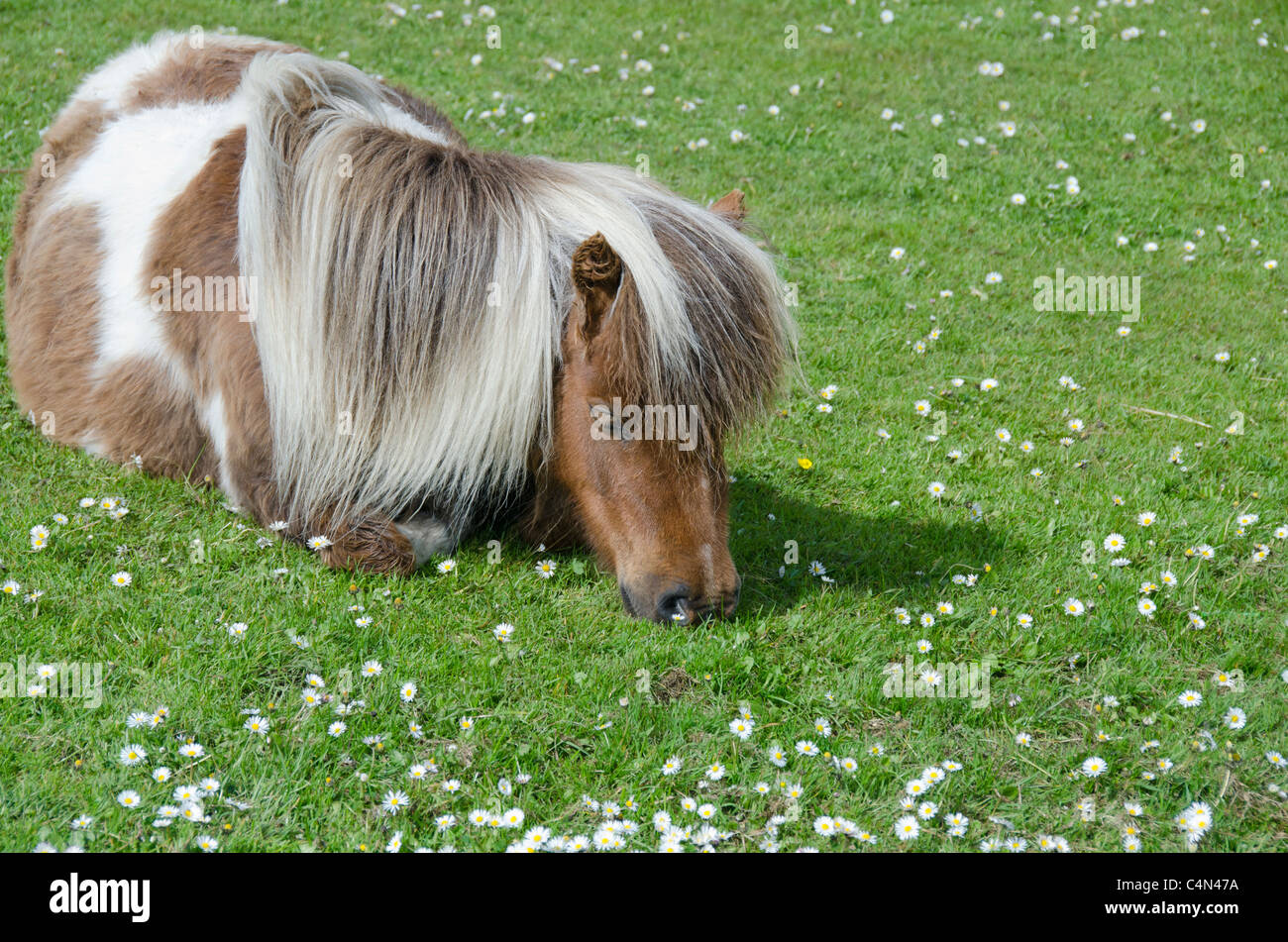 Schottland, Shetland-Inseln, Festland, Lerwick. Reinrassige Shetland Pony, Farbe. Stockfoto