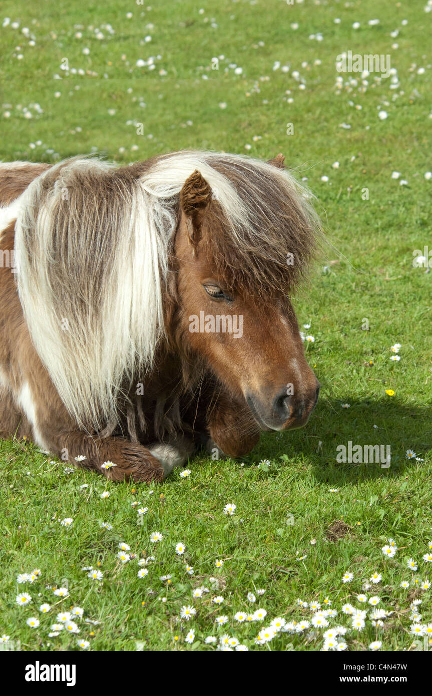 Schottland, Shetland-Inseln, Festland, Lerwick. Reinrassige Shetland Pony, Farbe. Stockfoto
