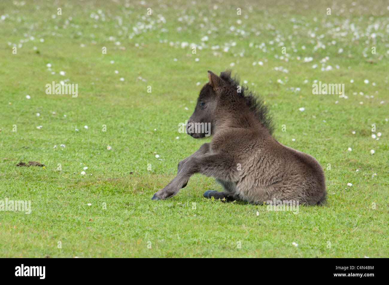 Schottland, Shetland-Inseln, Festland, Lerwick. Reinrassige Shetland-Pony Fohlen. Reihe 3 von 6. Stockfoto