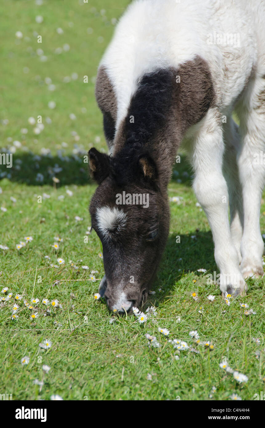 Schottland, Shetland-Inseln, Festland, Lerwick. Reinrassige Shetland-Ponys. Stockfoto