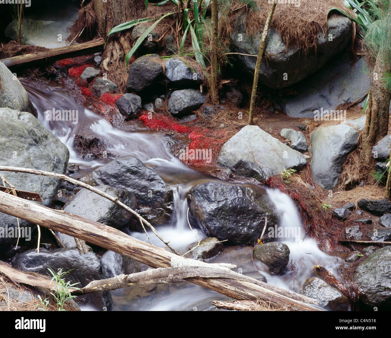 kleinen romantischen Bach in den Forét de Bébour Stockfoto