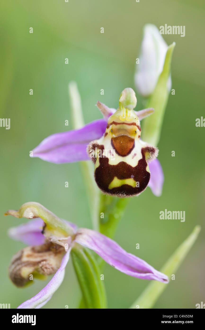 Biene Orchidee (Ophrys Apifera) finden Sie auf der National Trust Naturschutzgebiet am Collard Hügel, Somerset Stockfoto