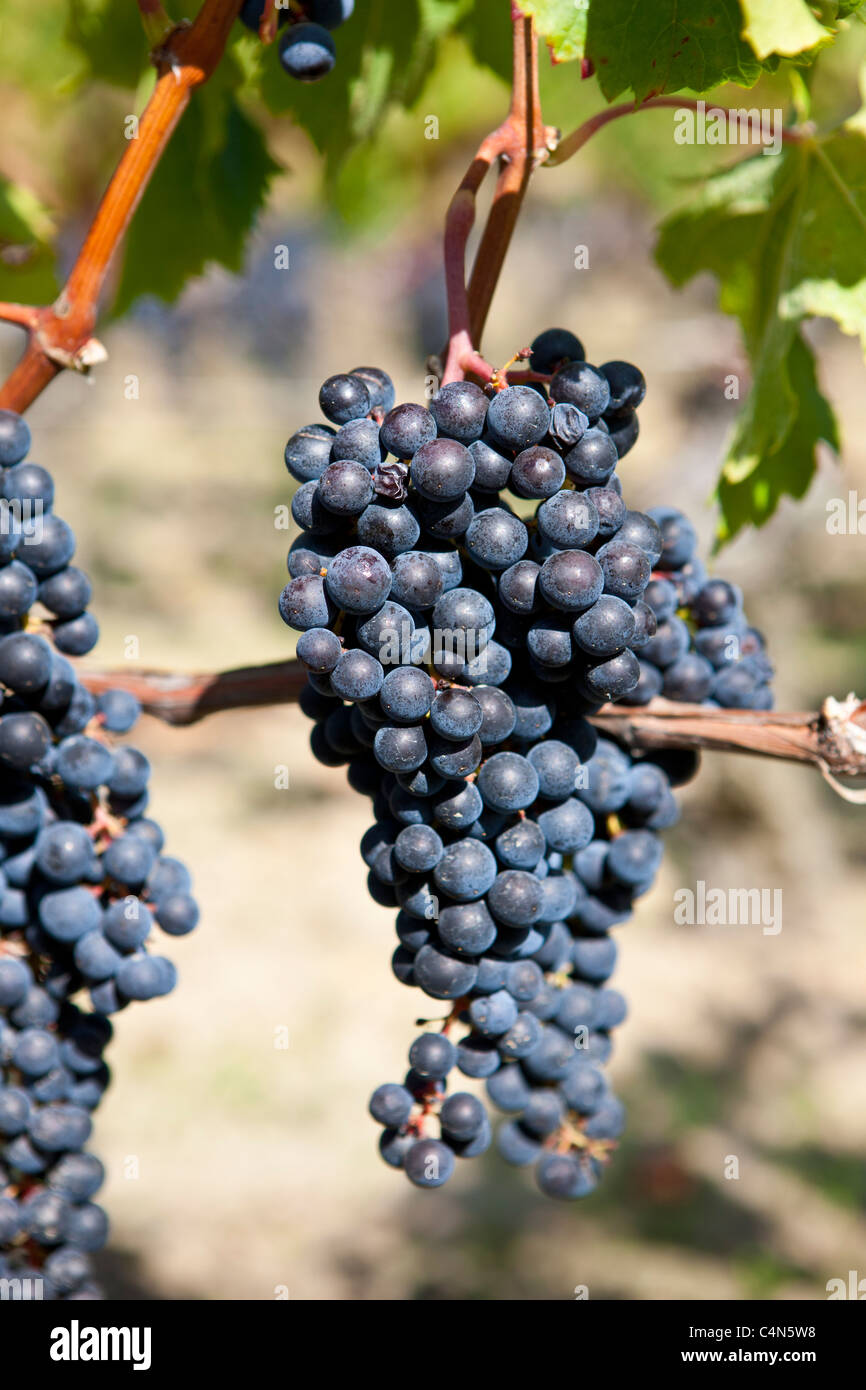 Reife Merlot-Trauben im berühmten Chateau Petrus Weingut in Pomerol im Bordeaux Region von Frankreich Stockfoto