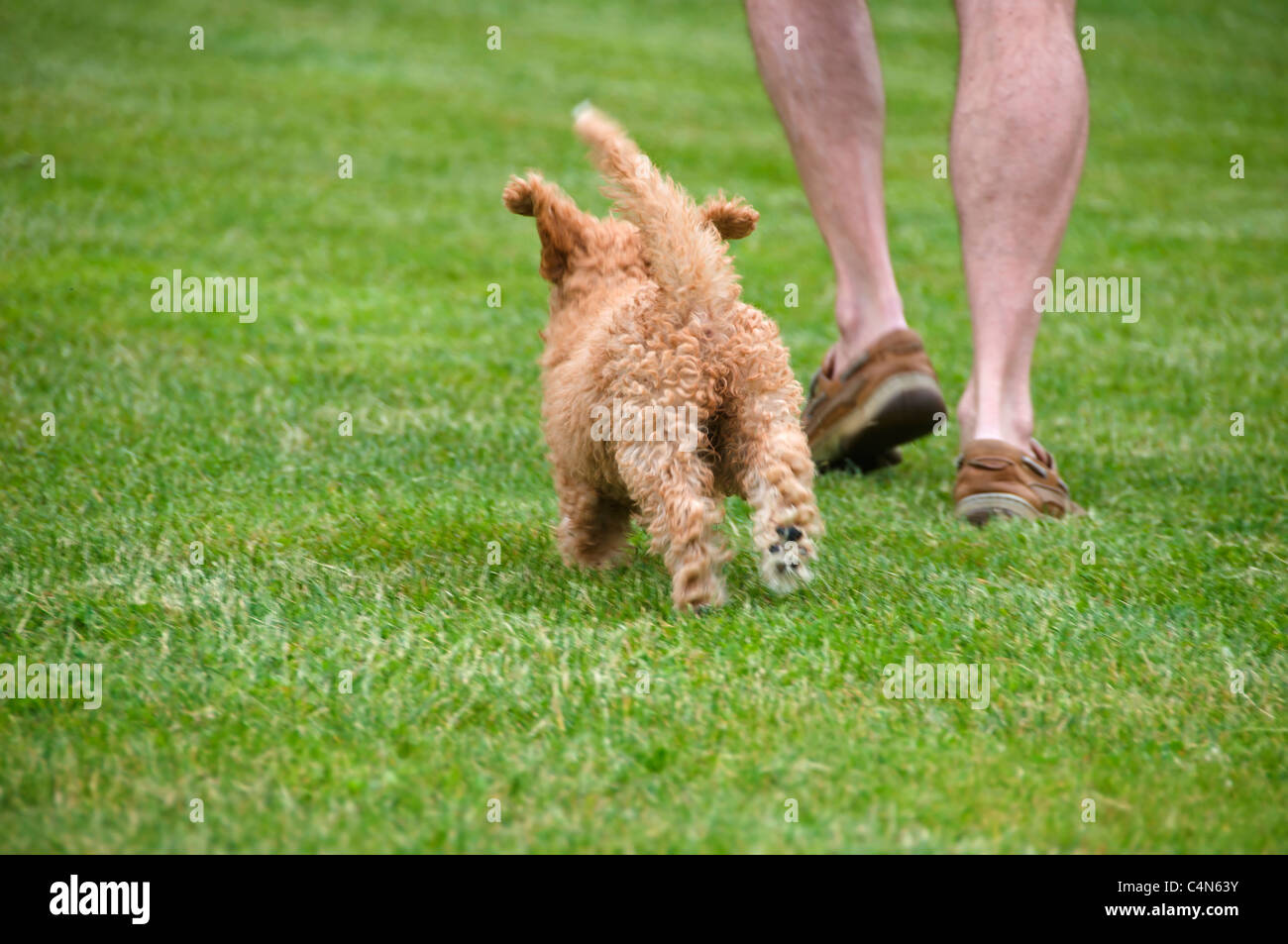 Niedrigen Winkel auf einer 11 - Wochen alten Labradoodle Welpen freudig ein Spaziergang durch den Rasen neben ihrem menschlichen männlichen Begleiter. Stockfoto