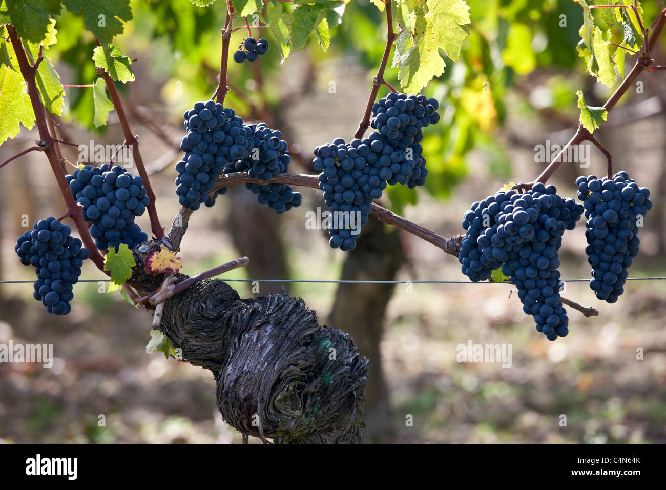 Reife Merlot-Trauben auf alten Reben am berühmten Chateau Petrus Weingut in Pomerol im Bordeaux Region von Frankreich Stockfoto