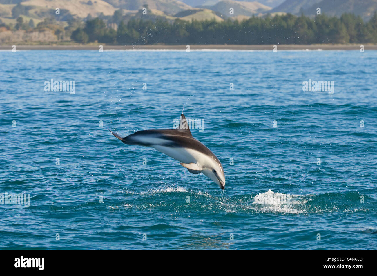 Dusky Dolphin (Lagenorhynchus Obscurus) Kaikoura, Neuseeland Stockfoto
